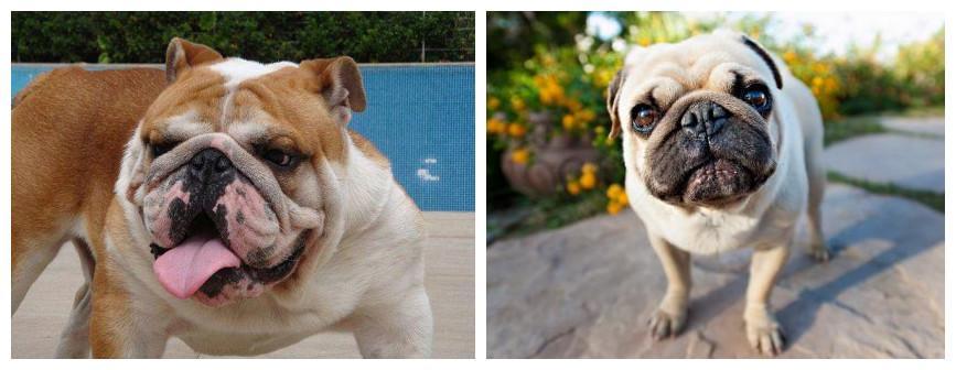 巴哥犬和斗牛犬有什么区别？教你5个方法，轻松辨认（巴哥犬和斗牛犬配出来的狗叫什么）(图2)