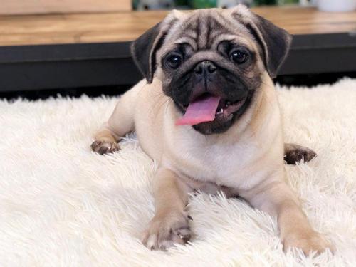 巴哥犬和斗牛犬有什么区别？教你5个方法，轻松辨认（巴哥犬和斗牛犬配出来的狗叫什么）(图1)