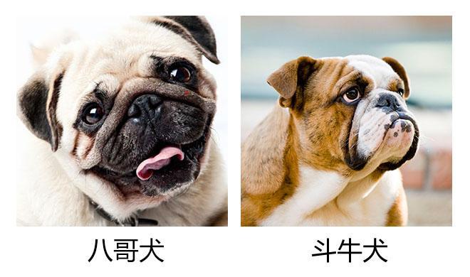 巴哥犬和斗牛犬有什么区别？教你5个方法，轻松辨认（巴哥犬和斗牛犬配出来的狗叫什么）(图5)