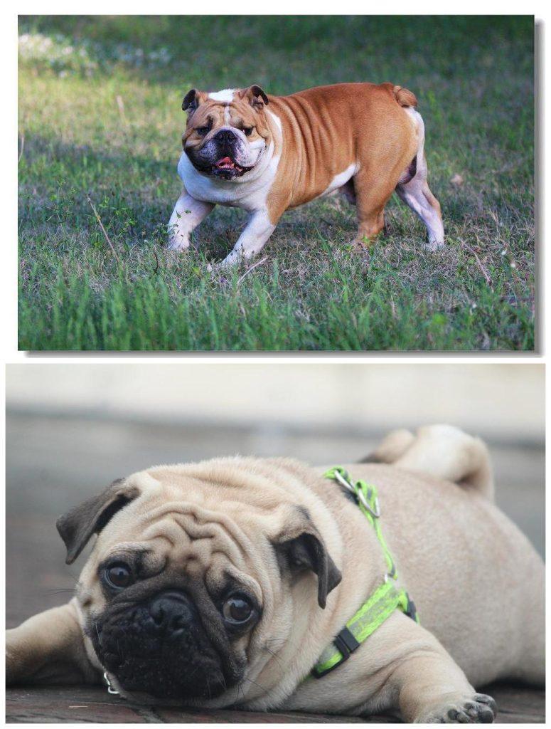 巴哥犬和斗牛犬有什么区别？教你5个方法，轻松辨认（巴哥犬和斗牛犬配出来的狗叫什么）(图6)