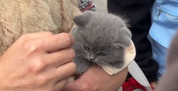 可爱小蓝猫流落街头后竟主动登门求助(图1)