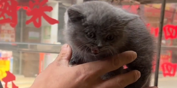 可爱小蓝猫流落街头后竟主动登门求助(图3)