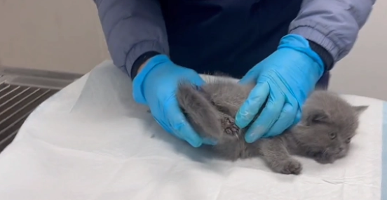 可爱小蓝猫流落街头后竟主动登门求助(图4)