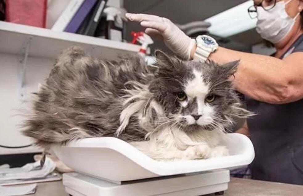 主人去世后,它变成“怪物猫”,剃毛一小时出现本来面目,美哭(图2)