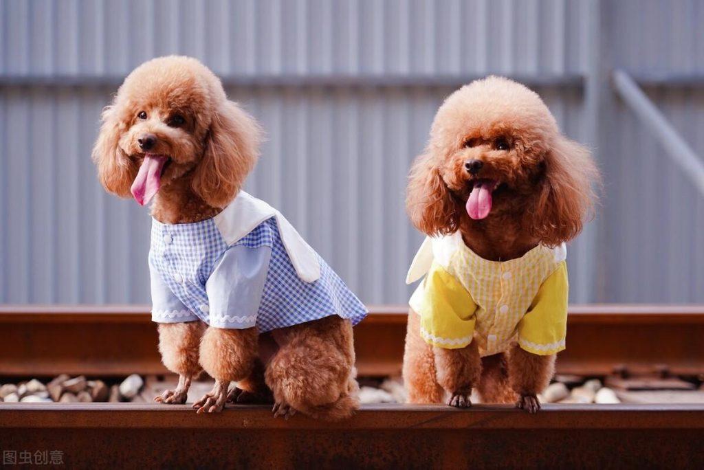 想要跟泰迪关系处到位，这几点必不可少（怎么跟泰迪相处）(图2)