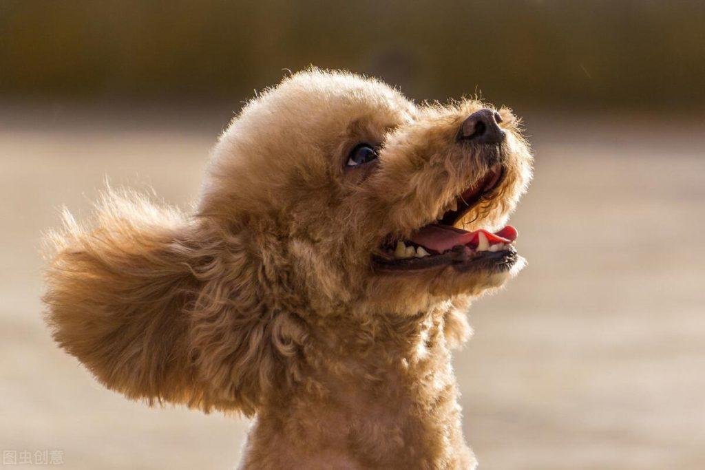 想要跟泰迪关系处到位，这几点必不可少（怎么跟泰迪相处）(图3)