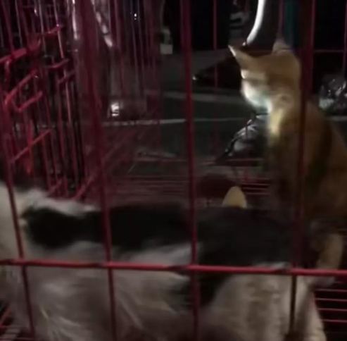 3000亿元宠物经济的背后乱象：猫的子宫、身体与生命(图1)