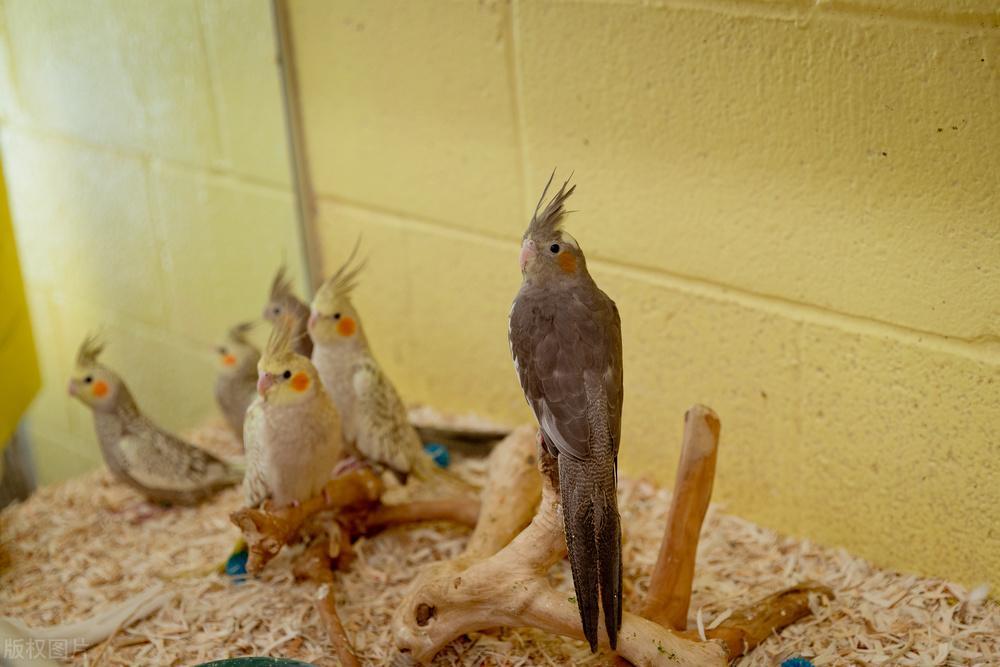 如何让鹦鹉顺利繁殖？繁殖前这些准备要做到位！（怎么让鹦鹉繁殖生蛋快一点）(图1)