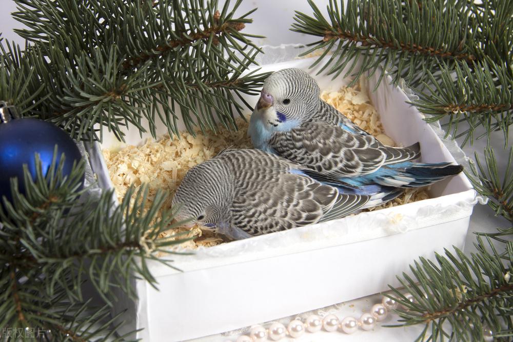 如何让鹦鹉顺利繁殖？繁殖前这些准备要做到位！（怎么让鹦鹉繁殖生蛋快一点）(图2)