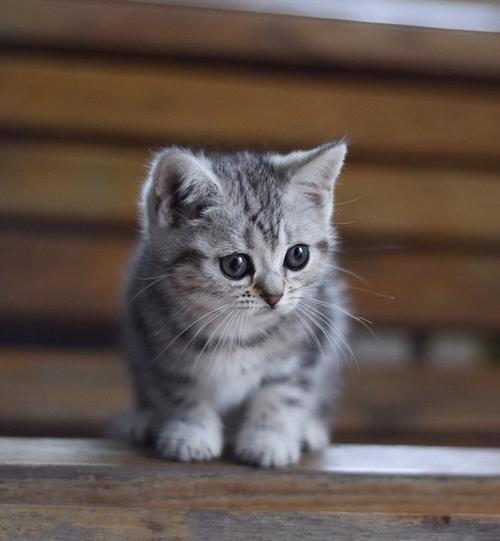 美短猫偏瘦，应该怎样增肥？（美短猫瘦怎么回事）(图1)