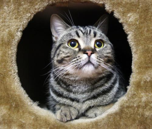 美短猫偏瘦，应该怎样增肥？（美短猫瘦怎么回事）(图3)