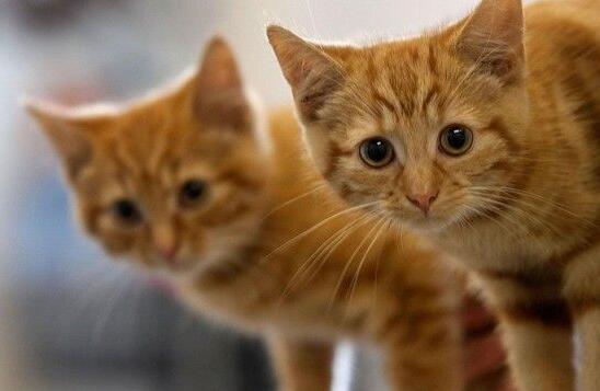 奥地利小镇悬案 启动调查52只猫失踪(图1)