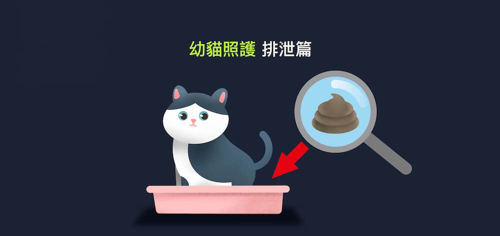 幼猫排便与饮食的关系及喂食方式（幼猫排便怎么处理）(图1)