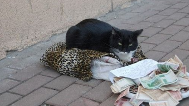 俄罗斯猫咪躺抱枕上乞讨 路人丢钱赞助(图1)