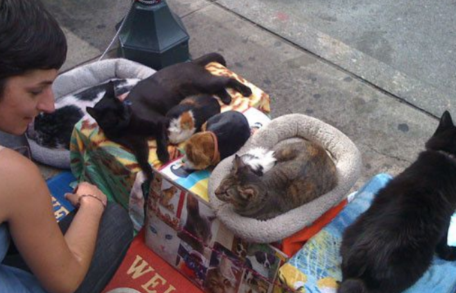 俄罗斯猫咪躺抱枕上乞讨 路人丢钱赞助(图2)