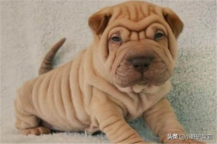 人畜无害的沙皮犬也有凶猛的一面，是世界斗狗之一（沙皮犬图片价格）(图2)