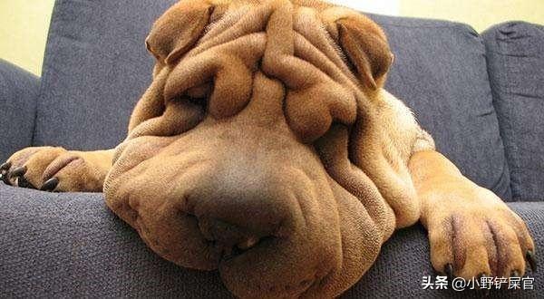 人畜无害的沙皮犬也有凶猛的一面，是世界斗狗之一（沙皮犬图片价格）(图1)