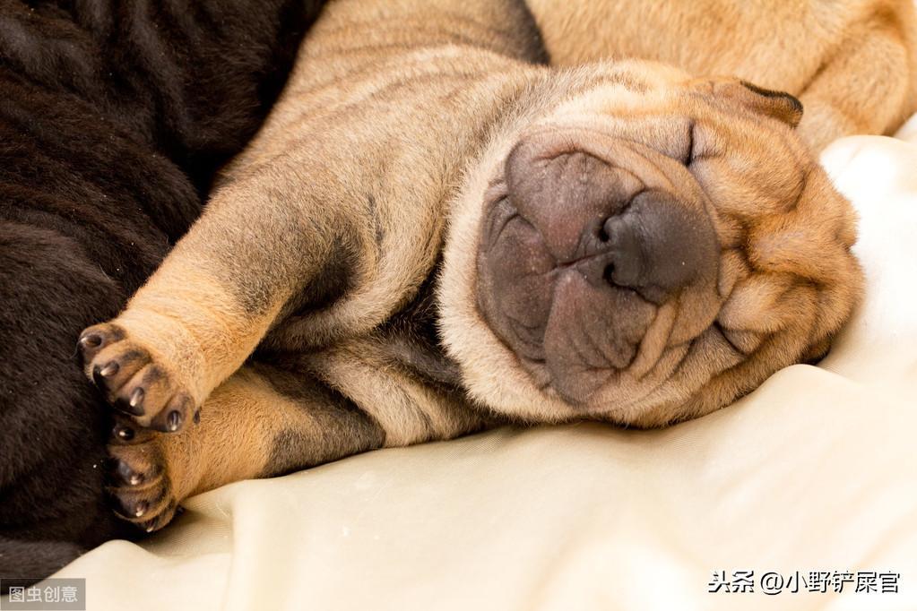 人畜无害的沙皮犬也有凶猛的一面，是世界斗狗之一（沙皮犬图片价格）(图3)