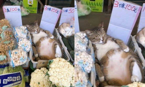 肥美嫩猫躺菜摊3条100元 走过路过不要错过(图1)