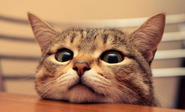 肥美嫩猫躺菜摊3条100元 走过路过不要错过(图3)