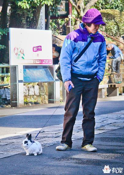 手把手教你带兔兔外出散步（带小兔子出去玩要注意什么）(图1)