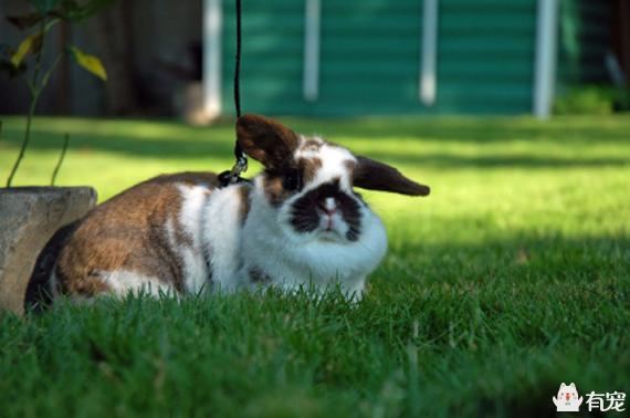 手把手教你带兔兔外出散步（带小兔子出去玩要注意什么）(图2)