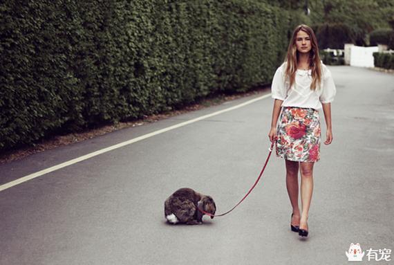 手把手教你带兔兔外出散步（带小兔子出去玩要注意什么）(图3)