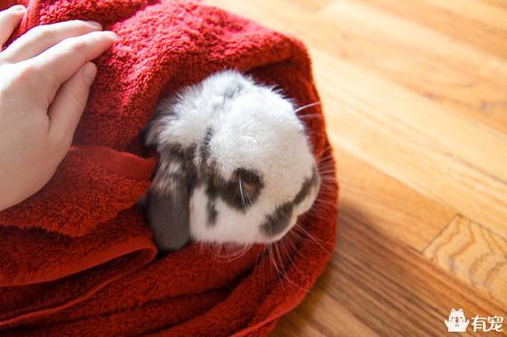 手把手教你带兔兔外出散步（带小兔子出去玩要注意什么）(图5)