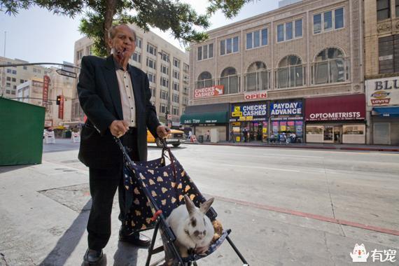 手把手教你带兔兔外出散步（带小兔子出去玩要注意什么）(图4)