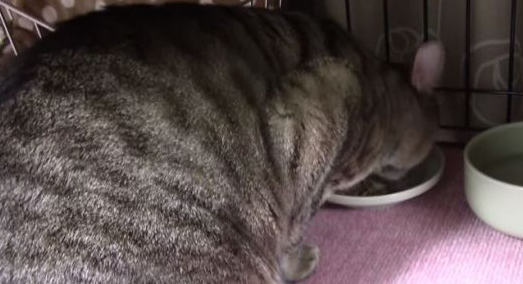 乖巧猫咪吃饭会等等　主人说可以才开动！(图2)