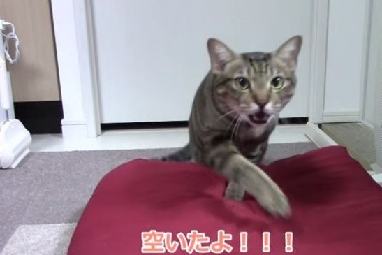 乖巧猫咪吃饭会等等　主人说可以才开动！(图1)