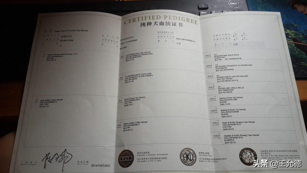 狗狗纯不纯是看血统证书并不是看长相？（狗的血统证书怎么查）(图3)