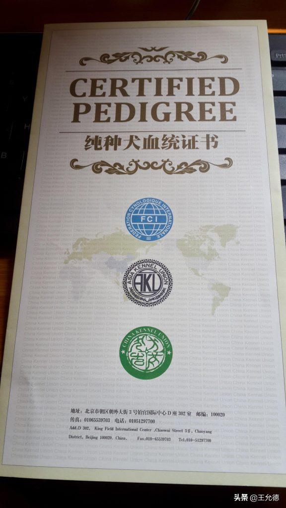 狗狗纯不纯是看血统证书并不是看长相？（狗的血统证书怎么查）(图2)