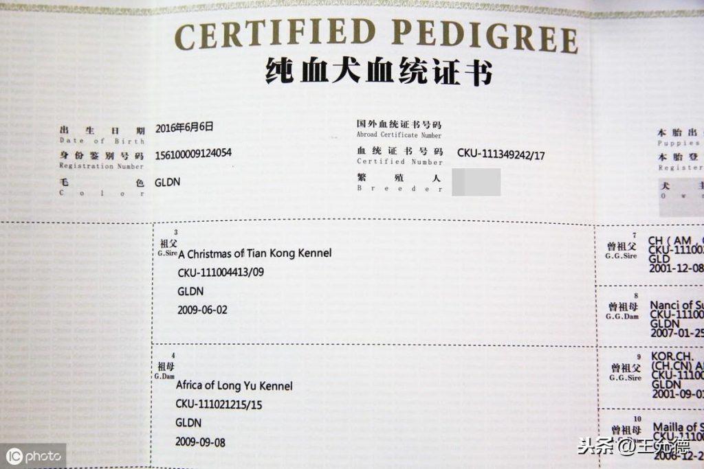 狗狗纯不纯是看血统证书并不是看长相？（狗的血统证书怎么查）(图4)