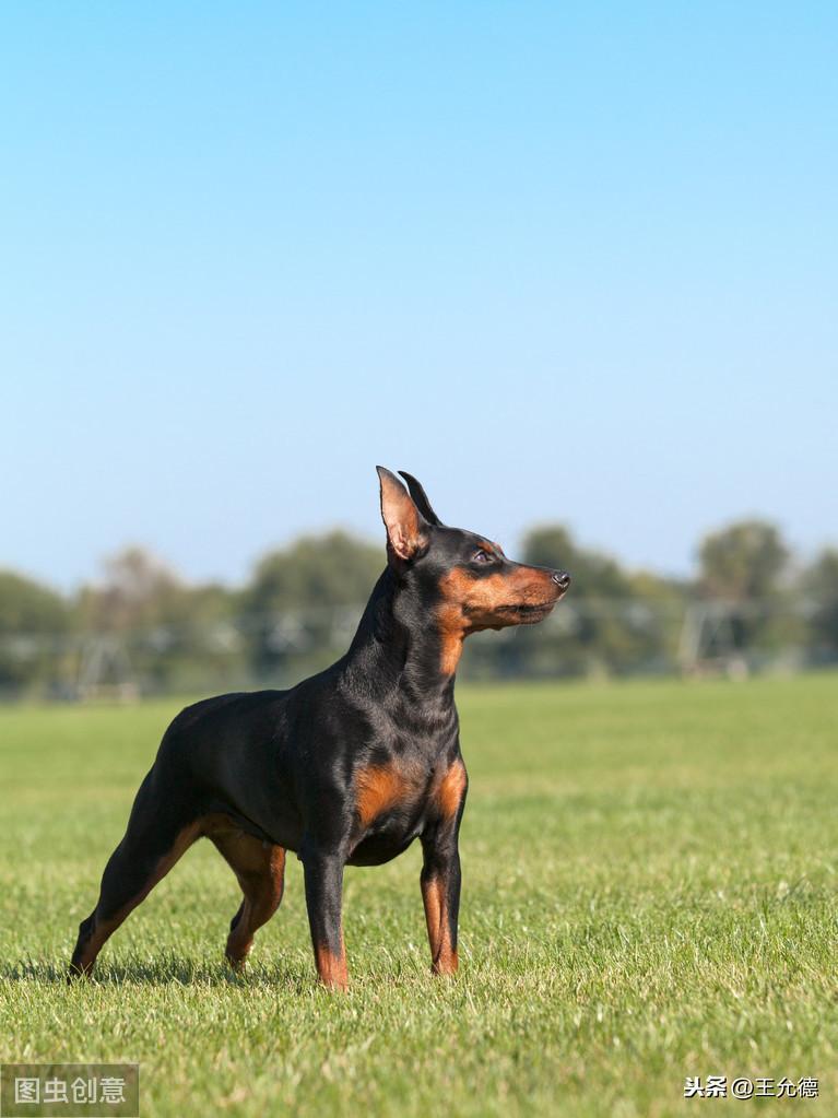 狗狗纯不纯是看血统证书并不是看长相？（狗的血统证书怎么查）(图6)