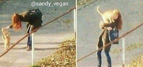 流浪猫会自己选主人 女弯腰安抚猫咪会自动跳肩(图1)