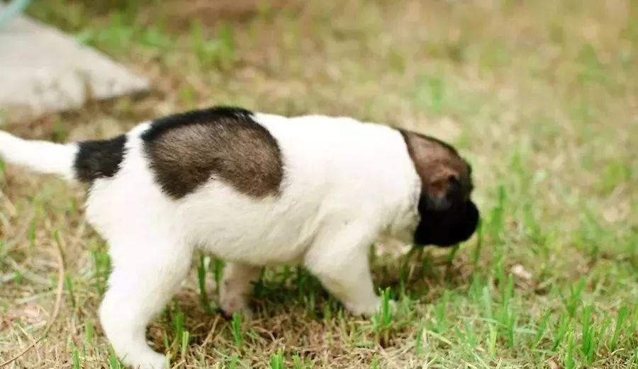 家里来了狗宝宝要怎么照顾?(家里来了狗宝宝要怎么照顾才好)(图6)