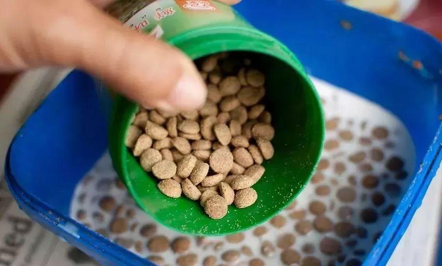 家里来了狗宝宝要怎么照顾?(家里来了狗宝宝要怎么照顾才好)(图3)