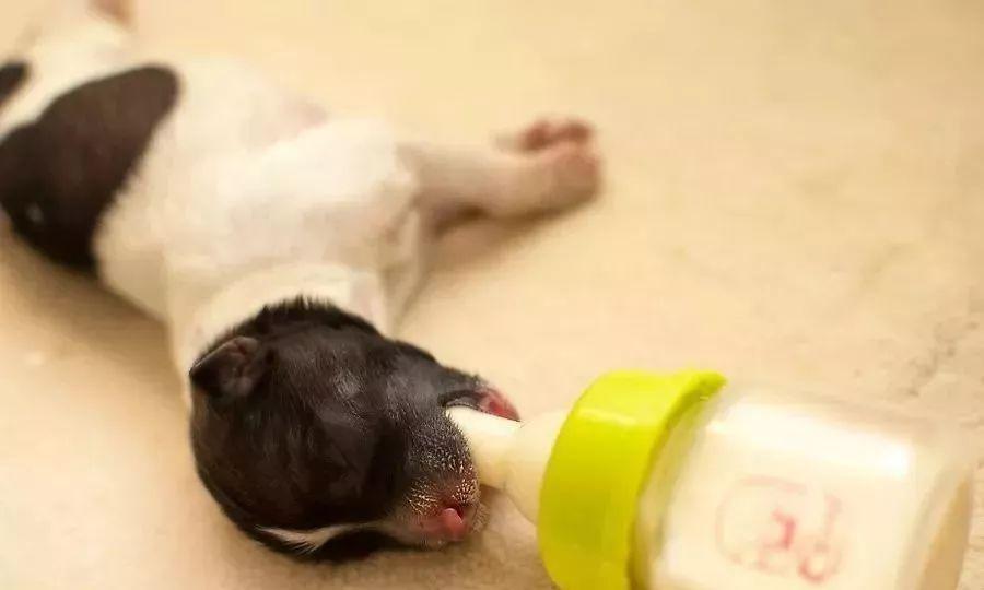 家里来了狗宝宝要怎么照顾?(家里来了狗宝宝要怎么照顾才好)(图2)