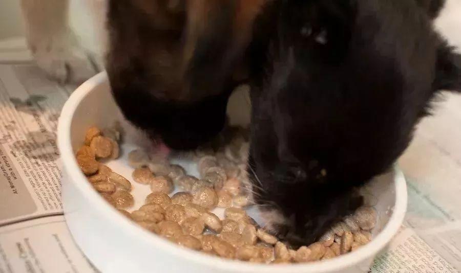 家里来了狗宝宝要怎么照顾?(家里来了狗宝宝要怎么照顾才好)(图5)