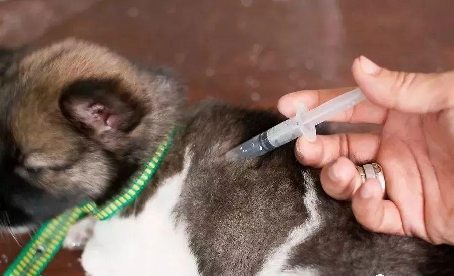 家里来了狗宝宝要怎么照顾?(家里来了狗宝宝要怎么照顾才好)(图7)