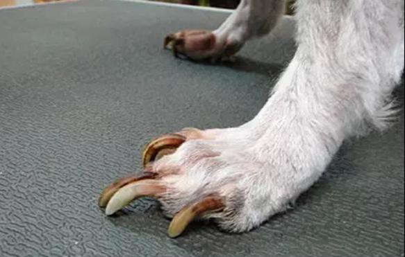 狗狗剪指甲怕剪到血线？主人该怎么帮狗剪指甲？（给狗剪指甲怎么让它不动）(图1)