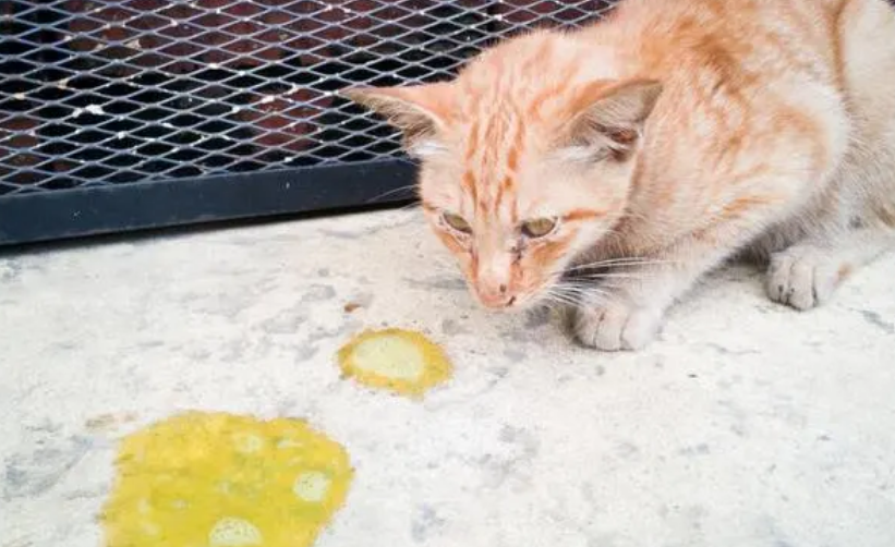 猫咪吐黄水第二天死了还能活过来吗？务必要知道(图1)
