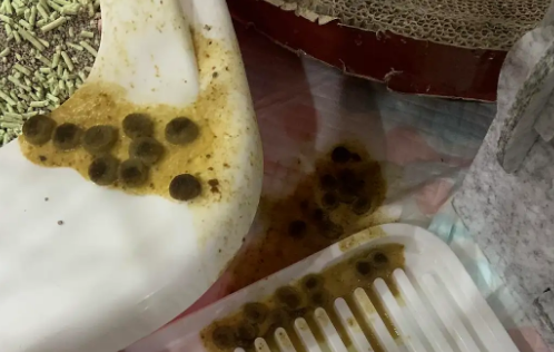 猫咪吐黄水第二天死了还能活过来吗？务必要知道(图2)