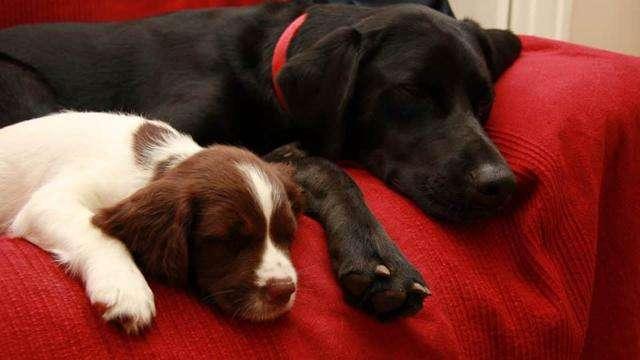 养大狗和小狗的区别，看完深感体会（养大狗好还是小狗）(图4)