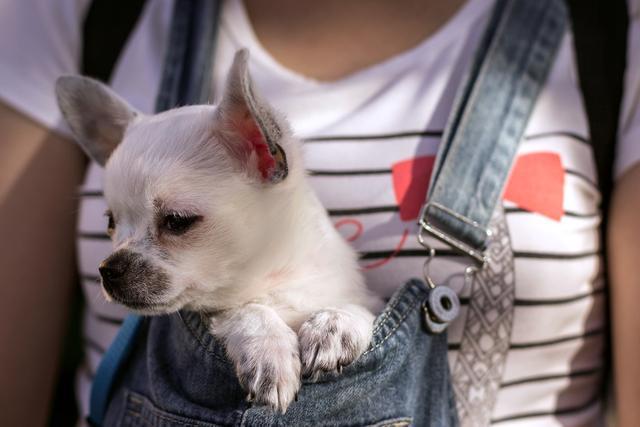 养大狗和小狗的区别，看完深感体会（养大狗好还是小狗）(图6)