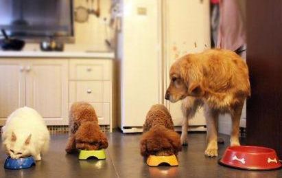 养大狗和小狗的区别，看完深感体会（养大狗好还是小狗）(图7)