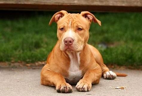 四种方法让你的比特犬威猛强壮（怎么让比特犬变得凶）(图1)