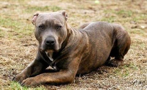 四种方法让你的比特犬威猛强壮（怎么让比特犬变得凶）(图2)