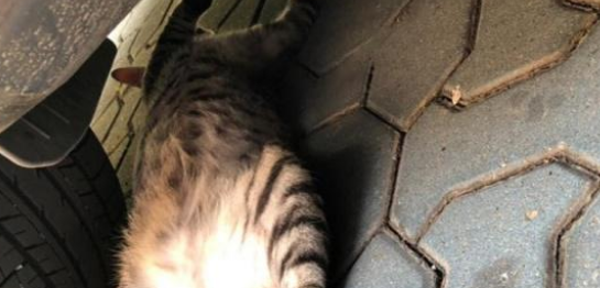 猫咪光天化日碰瓷豪车,表情到位演技精湛,不给小鱼干就不走!(图3)